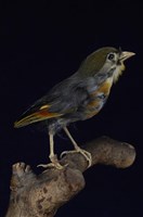 藏品(紅嘴相思鳥)的圖片